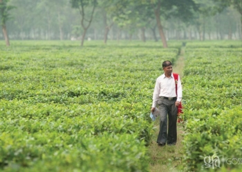 A GFA-supported pastor acquainted with the struggles of tea garden estate laborers works to bring change and dignity in their lives.