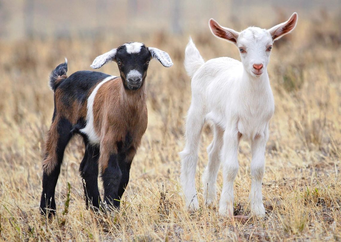 Because the vast majority of us have never owned a goat, we are likely to have a less-than-accurate understanding of a goat’s potential value to its owners, which could make one wonder why so many faith-based agencies (FBO) suggest goats among the many offerings of their Christmas catalogs.