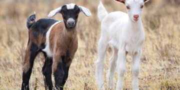 Because the vast majority of us have never owned a goat, we are likely to have a less-than-accurate understanding of a goat’s potential value to its owners, which could make one wonder why so many faith-based agencies (FBO) suggest goats among the many offerings of their Christmas catalogs.