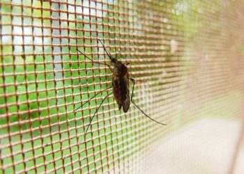Malaria is becoming more drug resistant. One doctor specializing in malaria prevention has described it as “one of the biggest threats we face.”