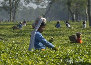 Gospel for Asia (GFA) – Discussing the laborers in tea gardens like Saham, who endure the challenges of sickness and poverty throughout their lives.