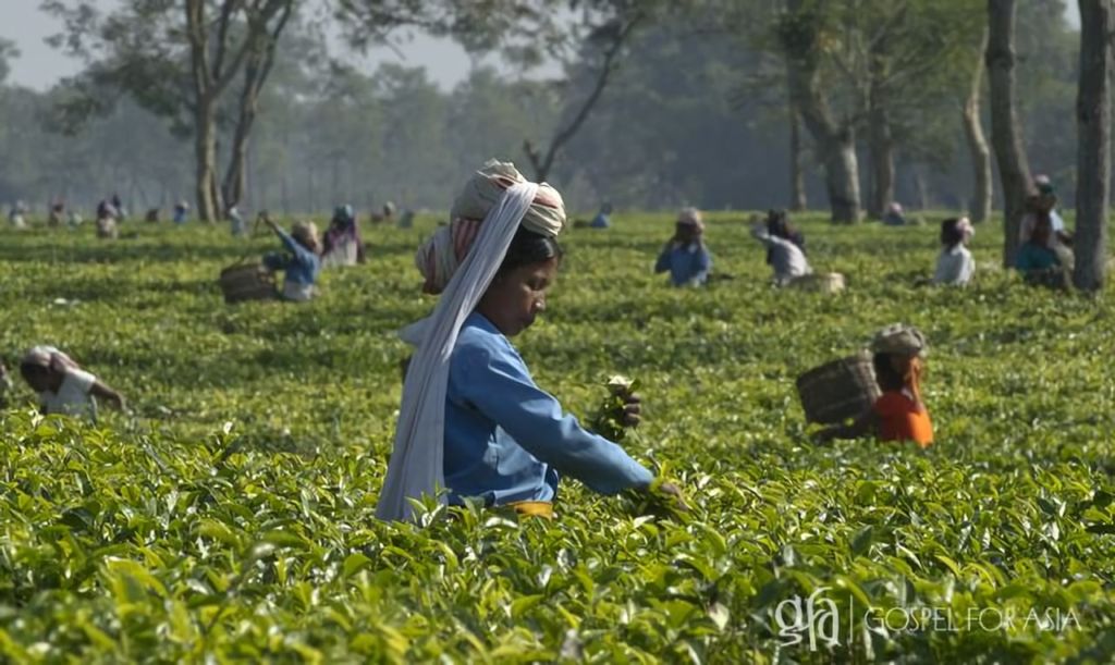 Gospel for Asia (GFA) – Discussing the laborers in tea gardens like Saham, who endure the challenges of sickness and poverty throughout their lives.