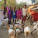 When the Sisters of Compassion found out about Dharma and Avani’s hardships with their finances, goats, they wanted to help.