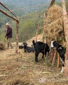 Goats like these from Gospel for Asia provide milk and offspring that impoverished families like Shada’s can sell for much-needed income.