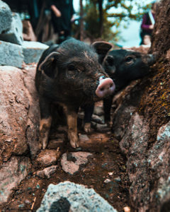 Pastor Nachum arranged for Tabor’s family to receive piglets at GFA gift distribution, this act of love stunned the family amid their poverty
