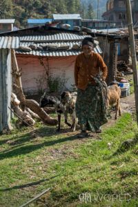 A year later, Nadajay received a pair of goats through a Christmas gift distribution - They provided the widow with much-needed income