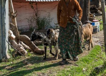A year later, Nadajay received a pair of goats through a Christmas gift distribution - They provided the widow with much-needed income