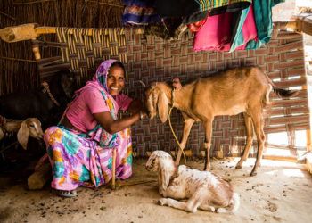 GFA World (Gospel for Asia), founded by KP Yohannan, issued this part 2 report on a surprising solution to world poverty: farm animals.