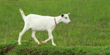 Goats enable impoverished families to better provide for themselves, and possibly even break free from the cycle of extreme poverty.