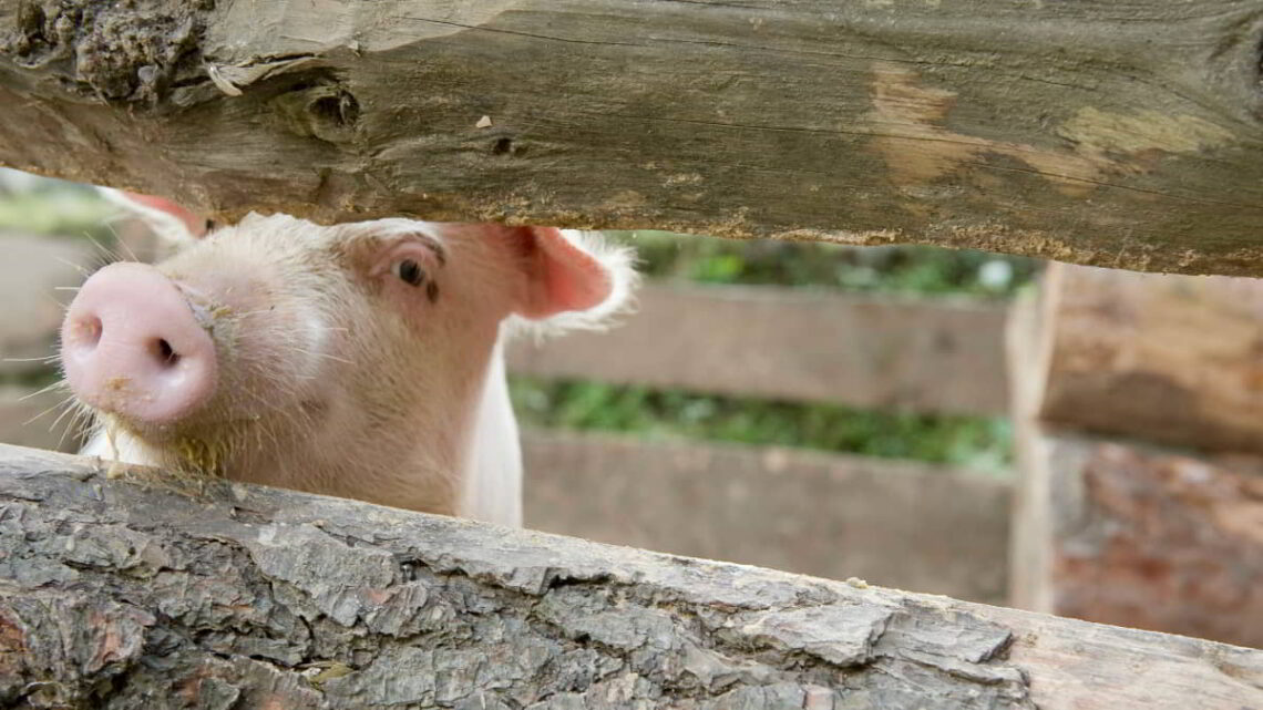 A Piglet Gift Brings Dignity to a Family of Eight