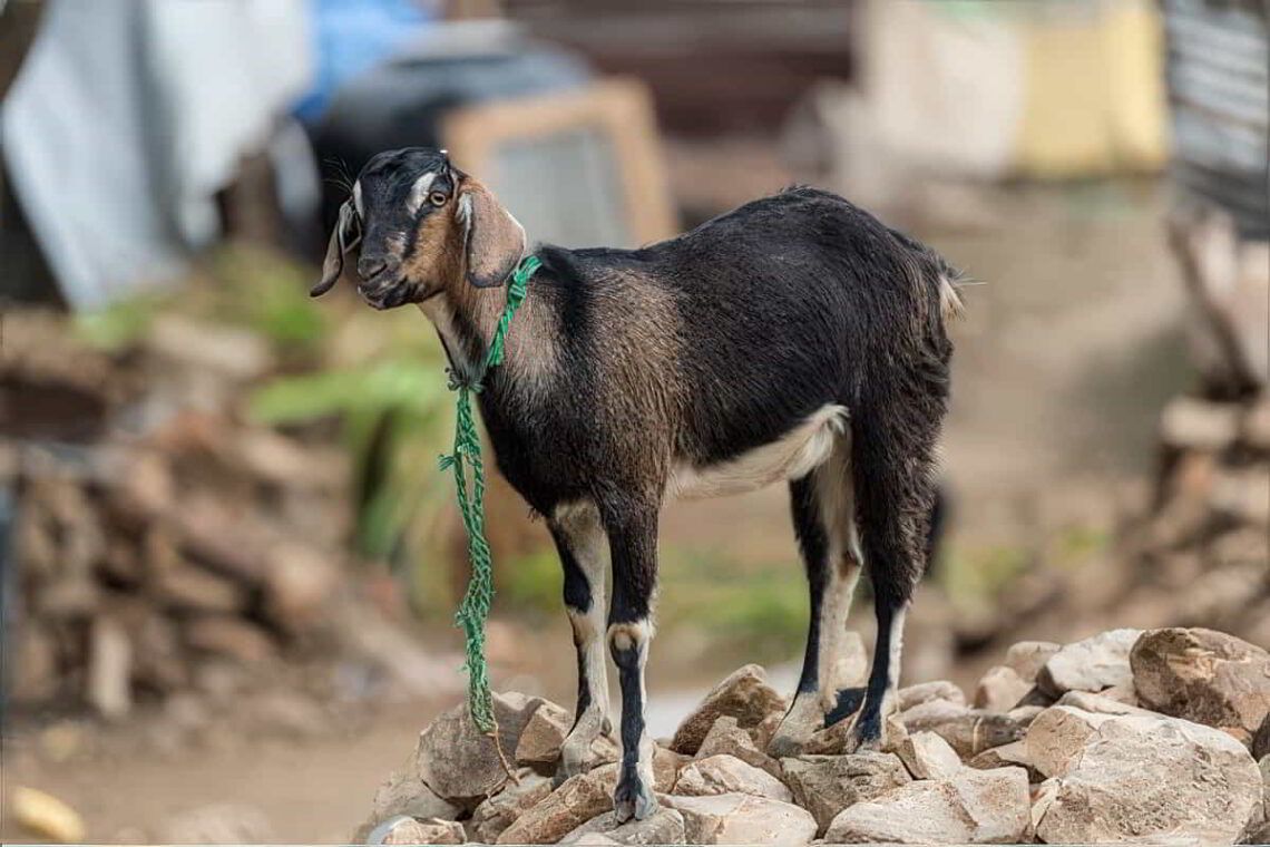 Goat Gift Impact Story: A Woman's Life is Saved