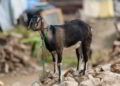 Goat Gift Impact Story: A Woman's Life is Saved