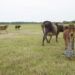 Income Generating Gift of a Cow Rescues Desperate Mother
