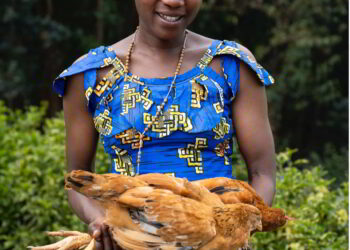 Animal Gifting for Christmas